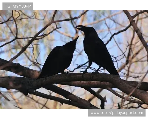 乌鸦攻防两端均衡，赢下分区关键战，乌鸦打法